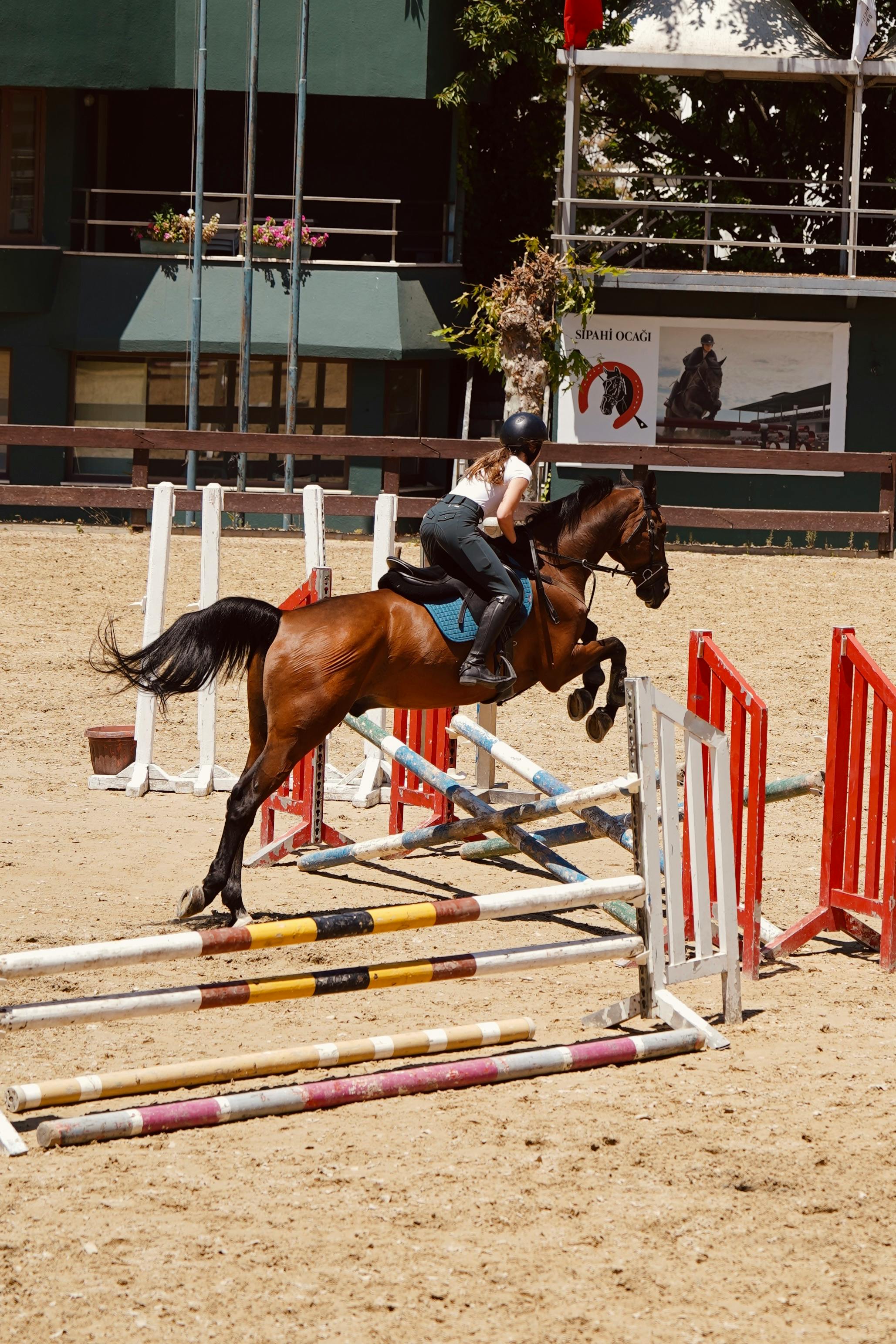 Show Jumping